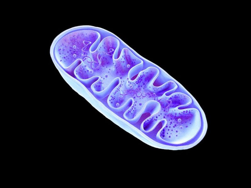 Våra sköna Mitokondrier